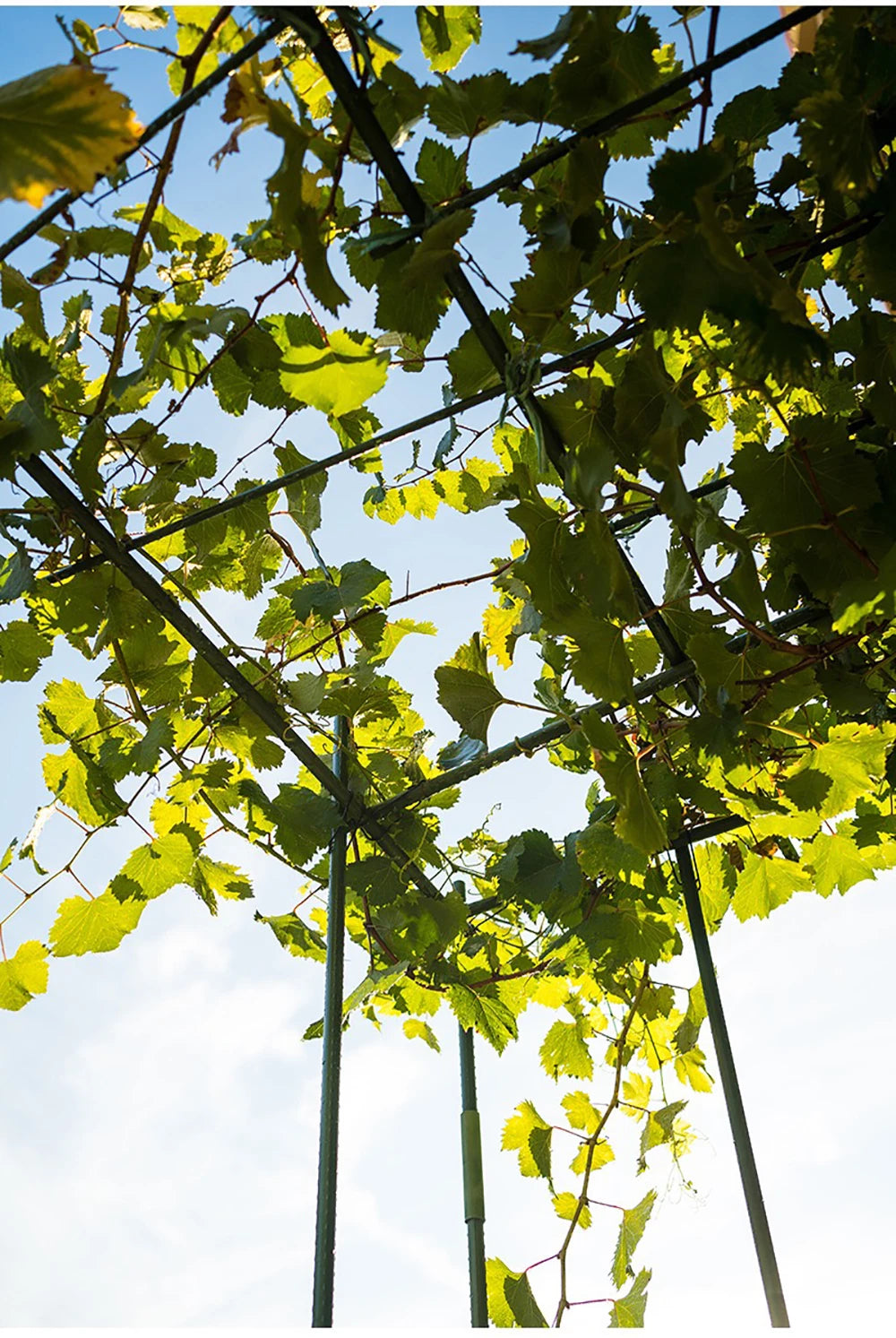 Conectores Plásticos para Estufa e Suporte de Plantas