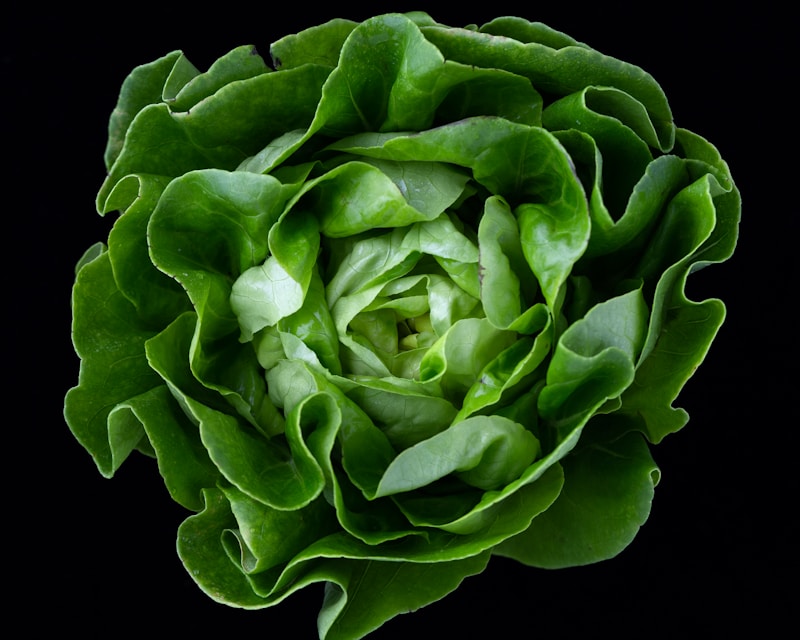 Sementes de Rúcula Cultivada - Paraná Semente